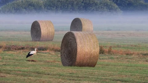 Stork between hay bales in summer,  Ciconia Ciconia Stock Footage 231102249