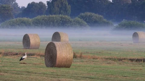 Stork between hay bales in summer,  Ciconia Ciconia Stock Footage 247483934
