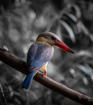 Stork-billed Kingfisher on the branch tree. Photos