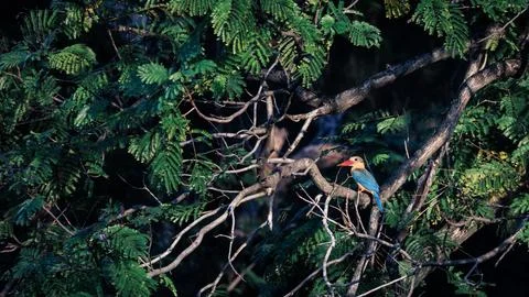 Stork-billed Kingfisher perching on tree branch in forest park Stock Photos