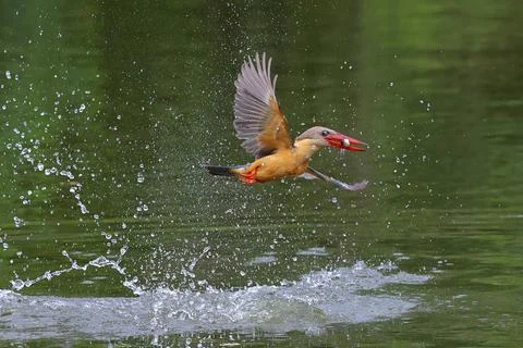 Stork-billed kingfisher Stock Photos