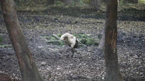 Stork bird cleans feathers standing on one leg in the wild forest, slow motio Stockbeeldmateriaal 330047367