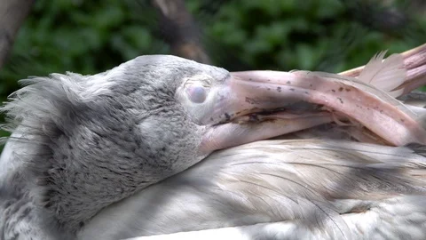 Stork bird, close up. Stock-Footage 95808371