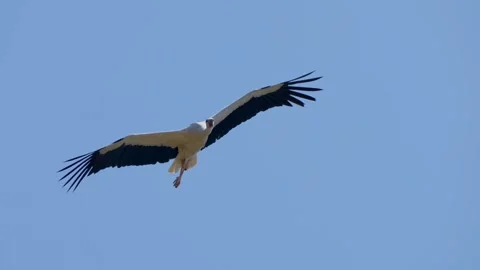 Stork bird flight Stock-Footage 269212907