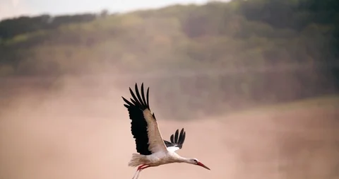 Stork Bird Flying over Field Slow Motion Medium shot Stock Footage 93794177