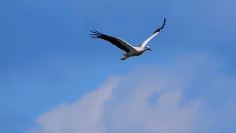 Stork bird flying in the sky Video stock 270817556