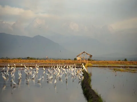 Stork bird Stock Footage 105023939