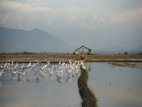 Stork bird Stock Footage 105023948