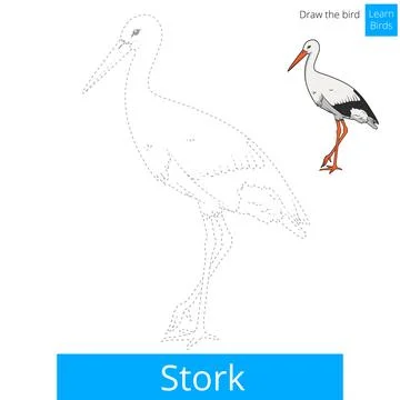Stork bird learn to draw vector Stock Illustration