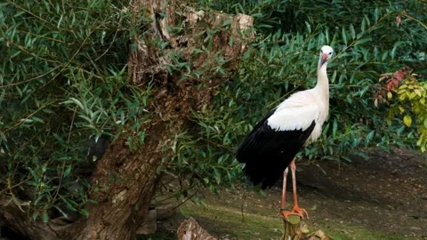 Stork bird plumage Stock-Footage 269213093