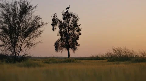 Stork bird on a tree 스톡 동영상 61798161