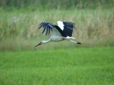Stork bird walking in the meadow Stock Photos