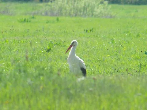 Stork bird walking in the meadow Stock Photos