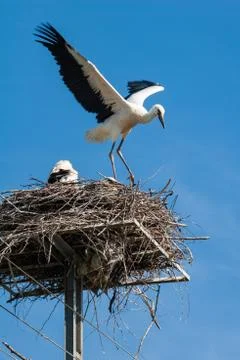 Stork birds seating in the nest on the telephone pole. Stock Photos