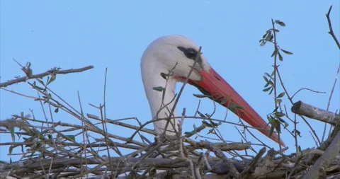 Stork breeding nest 2 Stock Footage 281163022