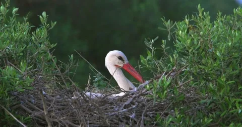Stork breeding nest Stock Footage 281163003