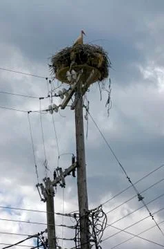 Stork brooding in the nest on power pole in thessaly greece Stock Photos