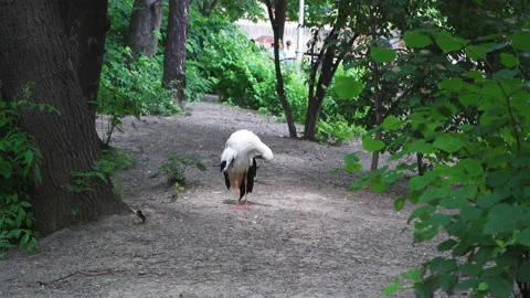 Stork brushing the plumage of its wing while standing in the aviary. Kiev zoo Stock Footage 133592285