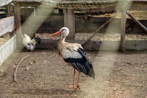 Stork in the cage Stock Photos