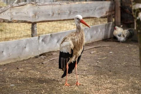 Stork in the cage Stock Photos