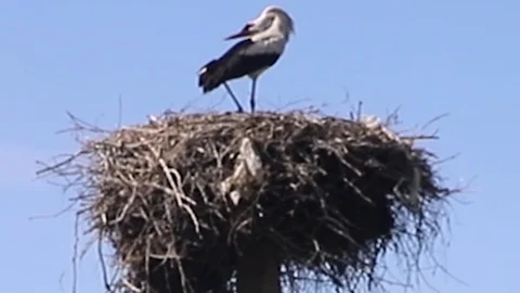 Stork is calling another stork Stock Footage 116709007