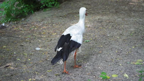 Stork carful walks toward another one picking up the food off the ground at the Stock Footage 134271053