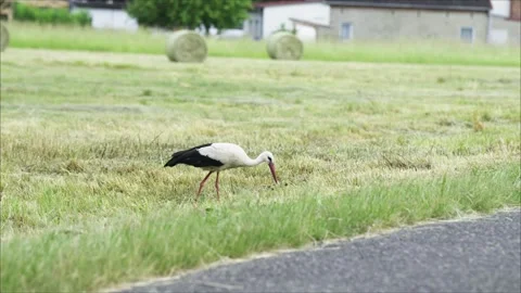 A stork catches a mouse at the edge of a meadow Stock Footage 336717033