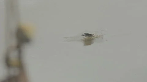 A stork catching a fish in shallow water in Scotland Stock Footage 58443546