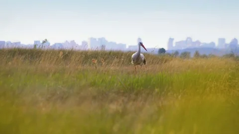Stork cathing a prey in field on the city background Stock Footage