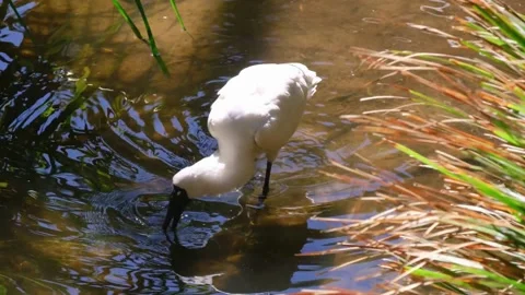 Stork caught fish from the pond Stock Footage 286718252