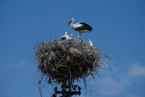 Stork with chick in nest. Stock Photos