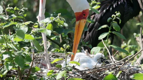 Stork chicks in nest Stock Footage 90785597