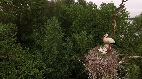 Stork with chicks in tree nest Video stock 76965928