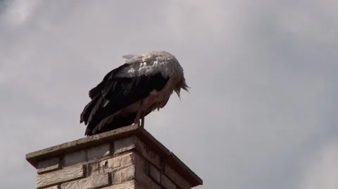 Stork on chimney Video stock 60578570