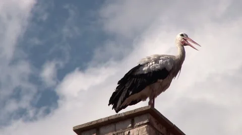 Stork on chimney Video stock 65342253