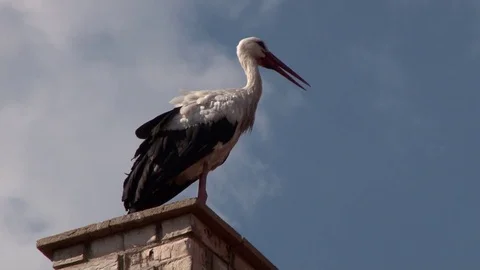 Stork on chimney Video stock 71717413