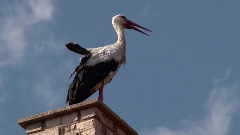 Stork on chimney Video stock 71732246