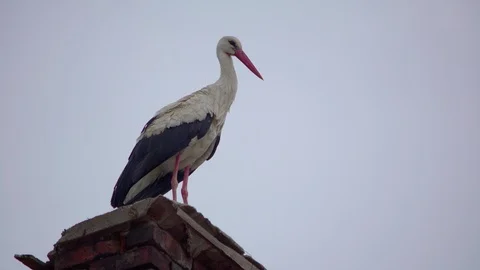 Stork on a chimney looking around on a cloudy evening 4K Stock Footage 89606531