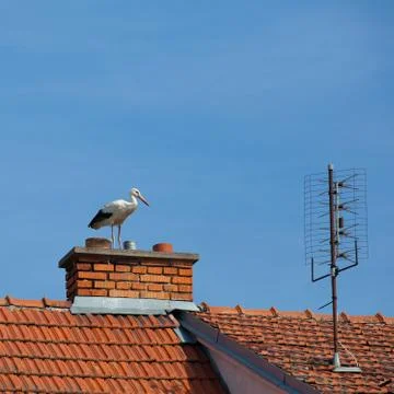 Stork on the chimney 库存照片