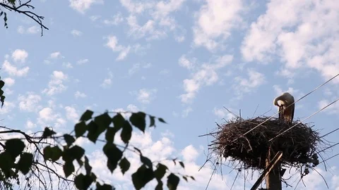 Stork Cleaning Feathers Stock Footage 76876896