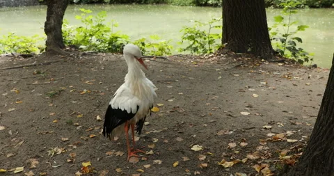 Stork cleans feathers with beak Video stock 242707086