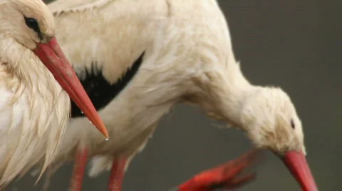 THE STORK CLEANS FEATHERS Stock-Footage 694235
