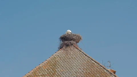 Stork Cleans Feathers Stock Footage 119104033