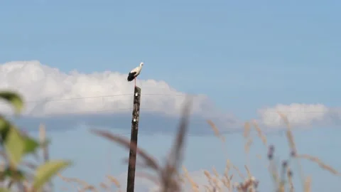 Stork-cleans-feathers-on-top-of-a-pole Stock Footage 141573396
