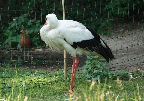 Stork close-up Stock Photos