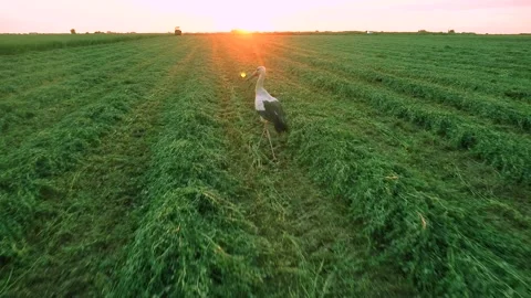 Stork close up shot during sunset in a green field Stock Footage 247245454
