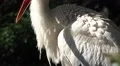 Stork close up in sunny landscape HD Footage