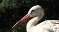 Stork close up in sunny landscape HD Footage
