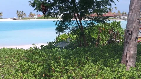 The stork is coming Maldives Stock Footage 171070544