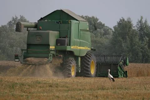 Stork in cornfield Stock Photos